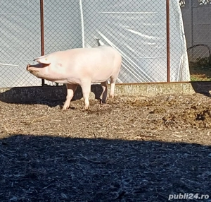 scrofita landras la prima fatare - imagine 3