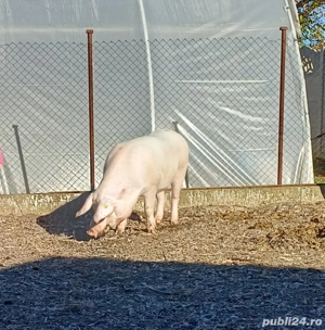 scrofita landras la prima fatare - imagine 2