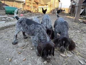 Catei de vanzare - imagine 3