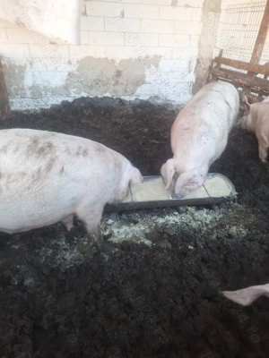 Vând porci  - imagine 4