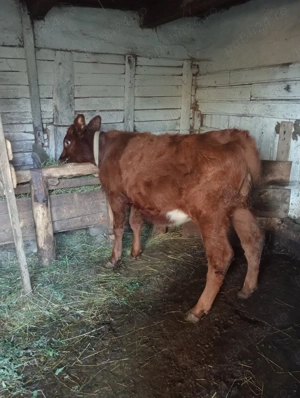 Vând vitei - imagine 3