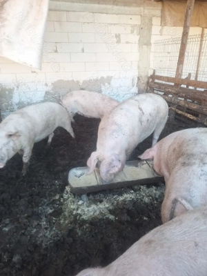 Vând porci 