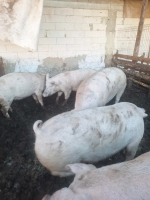 Vând porci  - imagine 3