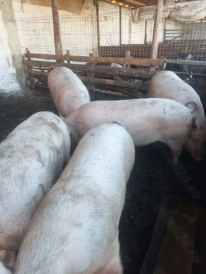 Vând porci  - imagine 2