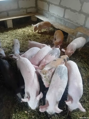 porci de vanzare rasa mixta
