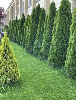 gazon rulou cu montaj si transport 