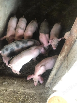 Purcei frumosi de vanzare