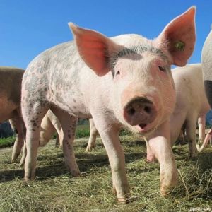      Porci si Purcei la SUPER PRET    