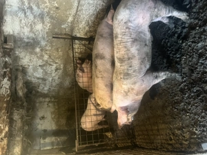 Porci ptr craciun - imagine 7