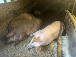 Porci ptr craciun - imagine 5