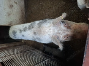 De vanzare o purceaua - imagine 2