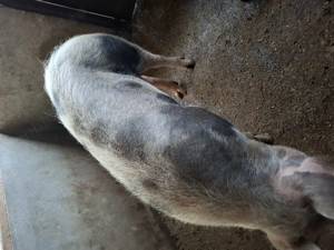 De vanzare o purceaua - imagine 3