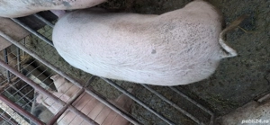 Porci Pietrani - imagine 2