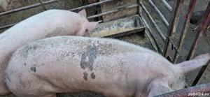 Porci Pietrani - imagine 3