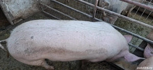 Porci Pietrani - imagine 4