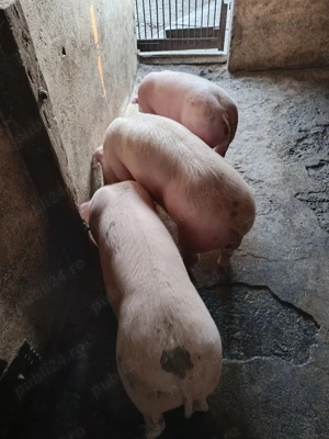 Grăsuni de 40-45 kg castrați ,Pietrain  Landrace