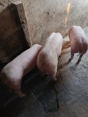 Grăsuni de 40-45 kg castrați ,Pietrain  Landrace - imagine 2