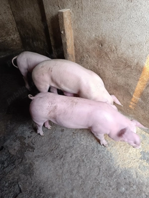 Grăsuni de 40-45 kg castrați ,Pietrain  Landrace - imagine 3