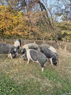 Porc bazna  crescut natural - imagine 2