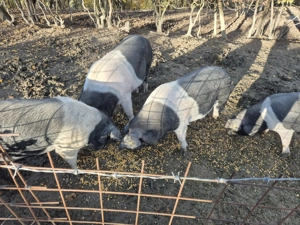 Porc bazna  crescut natural - imagine 3