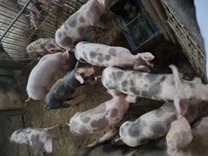 De vanzare o scroafa - imagine 3