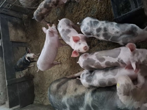 De vanzare o scroafa - imagine 2