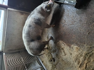 De vanzare o scroafa - imagine 5