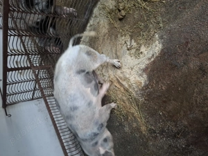 De vanzare o scroafa - imagine 4