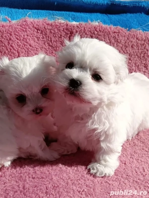 pui bichon maltese talie mica  mini toy