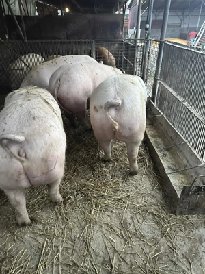 Vând porci de carne jud Mures