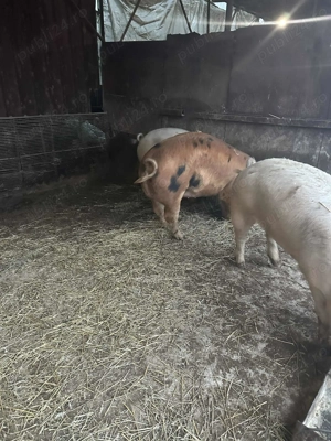 Porci de carne 160-230 kg - imagine 4