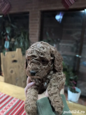 Căței rasa Cockapoo 