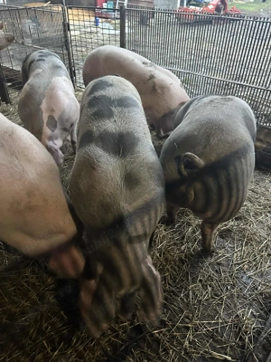 Vând porci de carne jud Mures - imagine 7