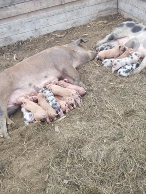 Scroafe cu purcei de 2 săptămâni 