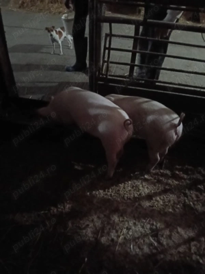 Porci de vânzare!!!!