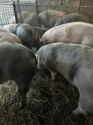 Vând porci de carne jud Mures - imagine 5