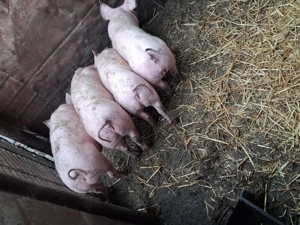 Purcei de vanzare rasa de carne pietrain - imagine 3