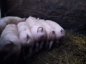 Purcei de vanzare rasa de carne pietrain - imagine 2