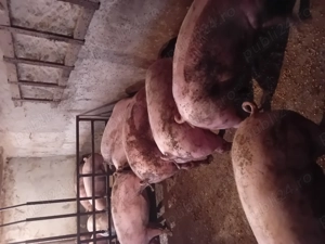 Porci de vanzare.....