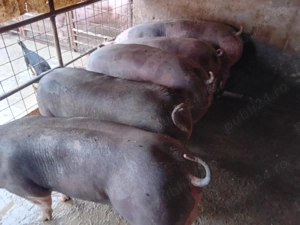 Porci de vanzare..... - imagine 2