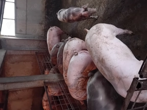 Porci de vanzare..... - imagine 4