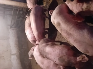 Porci de vanzare..... - imagine 3