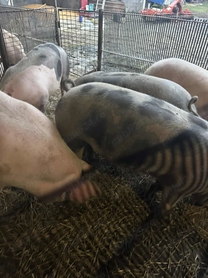 Vând porci de carne jud Mures - imagine 4