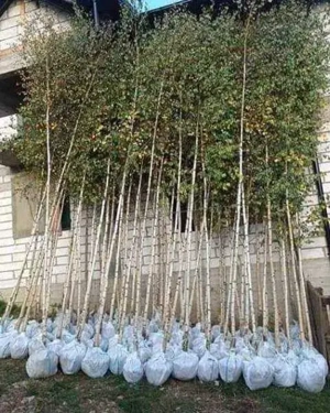 plante ornamentale braduti si copaci ornamentali 