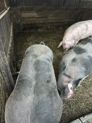 Porci de carne 160-230 kg - imagine 2