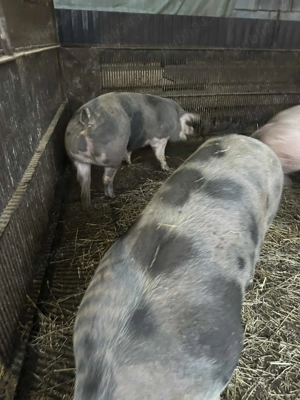 Porci de carne 160-230 kg - imagine 3