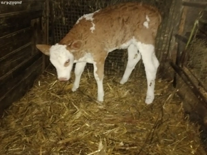 Vand o vitea foarte frumoasa 