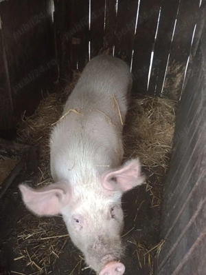 Vand porc  - imagine 2