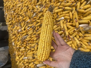 Porumb de vânzare!!!!!