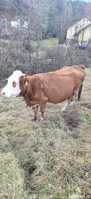 Vaca baltata romaneasca